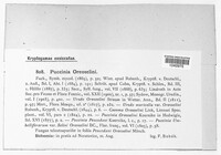 Puccinia oreoselini image